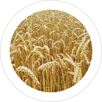 Семена зерновых культур, однолетних и многолетних трав